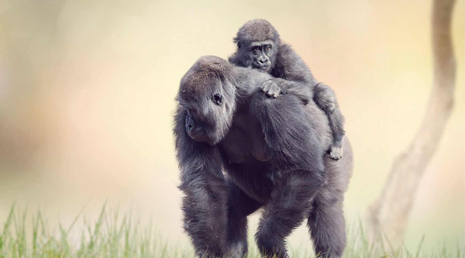 Gorilla Trekking in Rwanda & Uganda
