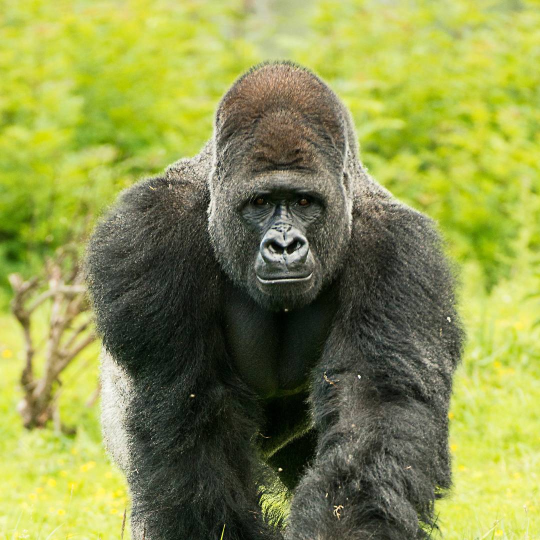 Rwanda-Uganda Gorilla Trekking